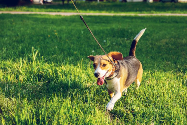 14 Asheville Condo Buildings That Allow Pets